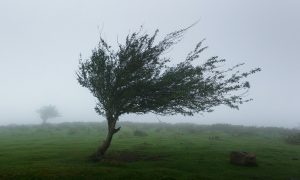 台風など強い風が拭いたとき